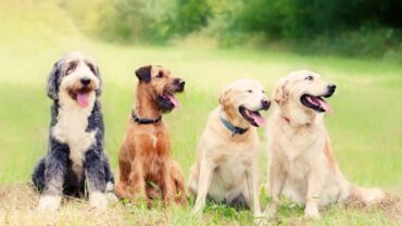 Pet Friendly Resort Near Mumbai