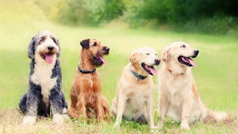 Pet Friendly Resort Near Mumbai